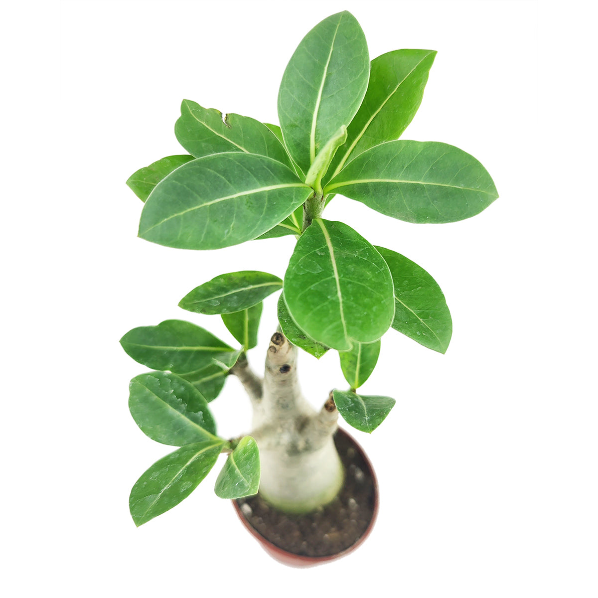 desert rose succulent types Succulent Adenium Obesum Desert Rose