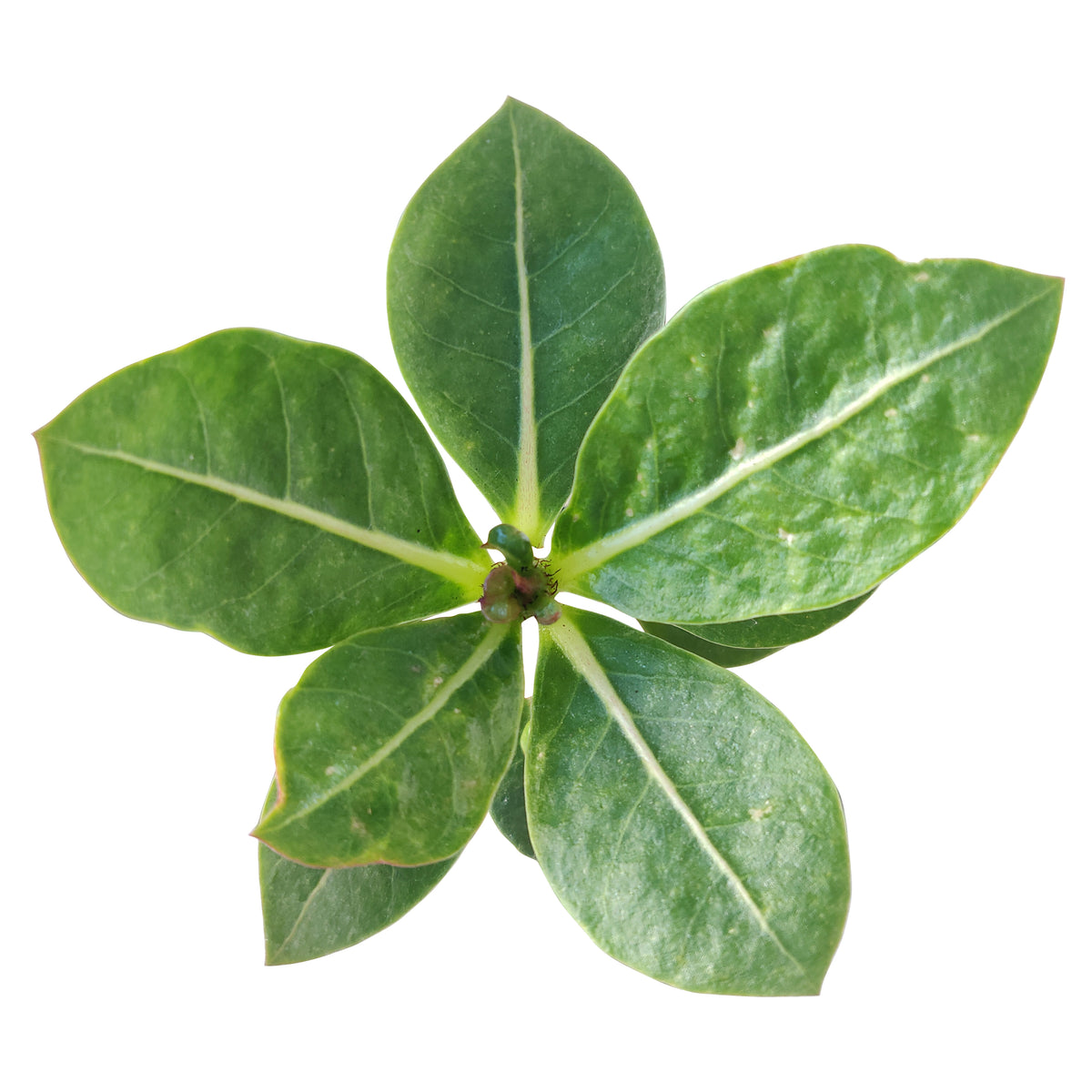 indoor succulents, succulents garden, succulent subscription, monthly succulents, succulent care guide, succulent care tips, Adenium Arabicum &#39;Shada&#39; in California, how to grow adenium shada succulent, rare succulents, rare succulents for sale, unique succulents, buy succulents online, rare succulent, succulent shop, unusual succulents, succulent store, succulents online