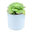 Aeonium Tabuliforme for Sale, dinner plate succulent care, aeonium dinner plate, aeonium dinner plate plant, aeonium tabuliforme care, aeonium tabuliforme variegated, types of succulents, desert cactus, desert plants names, how to water succulents, aeonium, edibal succulents, succulent definition, desert plants, desert flower, succulent meaning, succulents care, how to care for succulents, watering succulents, how to plan succulents, succulents box, gift, decor