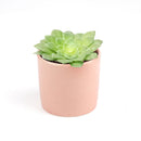 Aeonium Tabuliforme for Sale, dinner plate succulent care, aeonium dinner plate, aeonium dinner plate plant, aeonium tabuliforme care, aeonium tabuliforme variegated, types of succulents, desert cactus, desert plants names, how to water succulents, aeonium, edibal succulents, succulent definition, desert plants, desert flower, succulent meaning, succulents care, how to care for succulents, watering succulents, how to plan succulents, succulents box, gift, decor