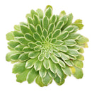 Succulent for sale, How to grow and care for Aeonium Succulent Plant, Aeonium Emerald Ice Propagation, Premium Succulent Gift Box for any occasion, Aeonium Emerald Ice
