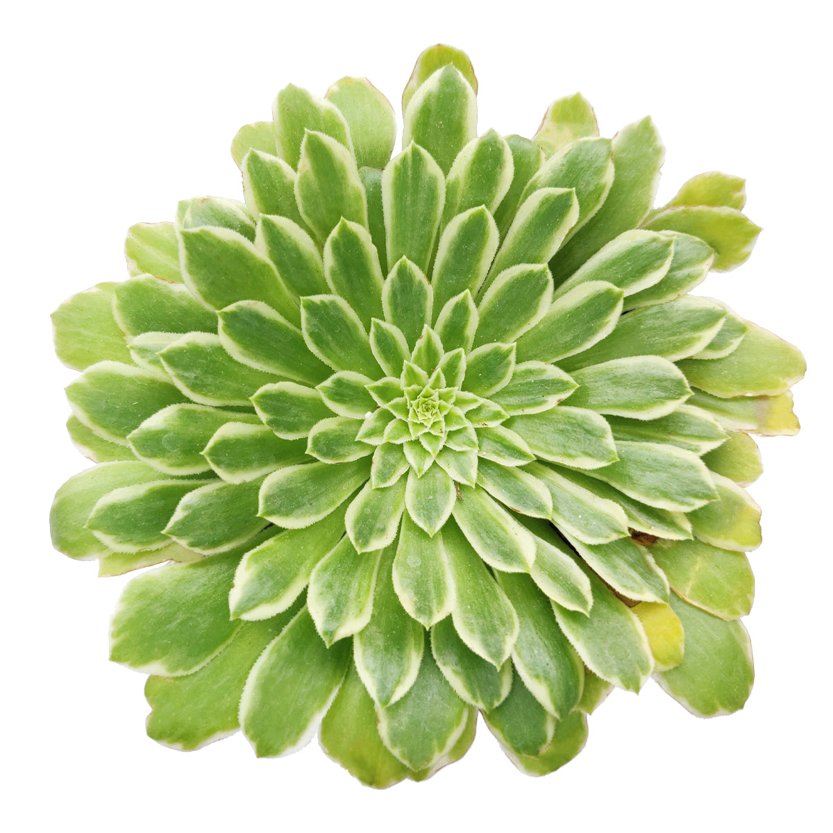 Aeonium Emerald Ice Bright Green Rosette Succulent for sale, How to grow and care for Aeonium Succulent Plant, Aeonium Emerald Ice Propagation, Premium Succulent Gift Box for any occasion, Aeonium Emerald Ice Succulent with care guide, Succulent & Cactus for sale