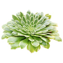 Succulent for sale, How to grow and care for Aeonium Succulent Plant, Aeonium Emerald Ice Propagation, Premium Succulent Gift Box for any occasion, Aeonium Emerald Ice