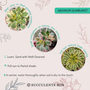sunburst, aeonium sunburst for sale, succulents shop in California, Succulents shop near me, succulent subscription, how to grow succulents, succulent care guide, succulent care, succulents store in CA, monthly succulents, sunburst in California, How to grow sunburst, rose-shaped succulent plants