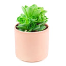 Aeonium Aureum &#39;Green Mountain Rose&#39; for Sale, Aeonium Aureum &#39;Green Mountain Rose&#39; succulent care, Aeonium Aureum &#39;Green Mountain Rose&#39;, Aeonium Aureum &#39;Green Mountain Rose&#39; plant, types of succulents, aeonium, succulent definition, mountain rose succulent, succulent care guide, Succulents shop near me, succulent care, succulents store in CA, succulents garden, succulent plant, monthly succulents, Aeonium Aureum &#39;Green Mountain Rose&#39; in California, How to grow Aeonium Aureum &#39;Green Mountain Rose&#39;