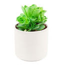 Aeonium Aureum &#39;Green Mountain Rose&#39; for Sale, Aeonium Aureum &#39;Green Mountain Rose&#39; succulent care, Aeonium Aureum &#39;Green Mountain Rose&#39;, Aeonium Aureum &#39;Green Mountain Rose&#39; plant, types of succulents, aeonium, succulent definition, mountain rose succulent, succulent care guide, Succulents shop near me, succulent care, succulents store in CA, succulents garden, succulent plant, monthly succulents, Aeonium Aureum &#39;Green Mountain Rose&#39; in California, How to grow Aeonium Aureum &#39;Green Mountain Rose&#39;