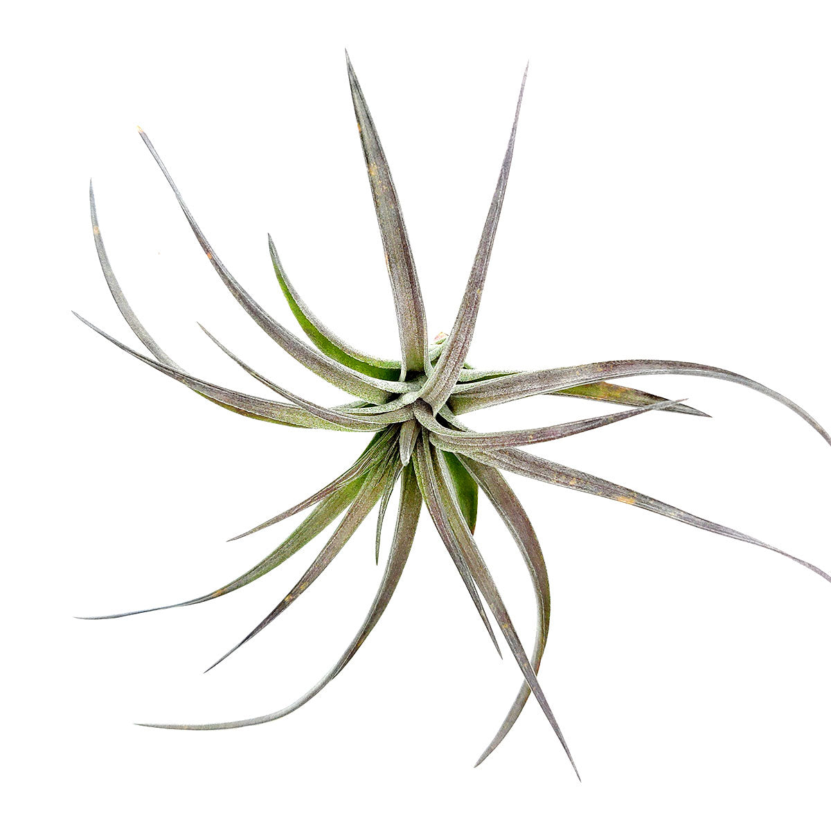 Tillandsia Aeranthos Purple air plant for sale, How to take care for Tillandsia Aeranthos Purple air plant, Tillandsia Aeranthos Purple with air plant care guide