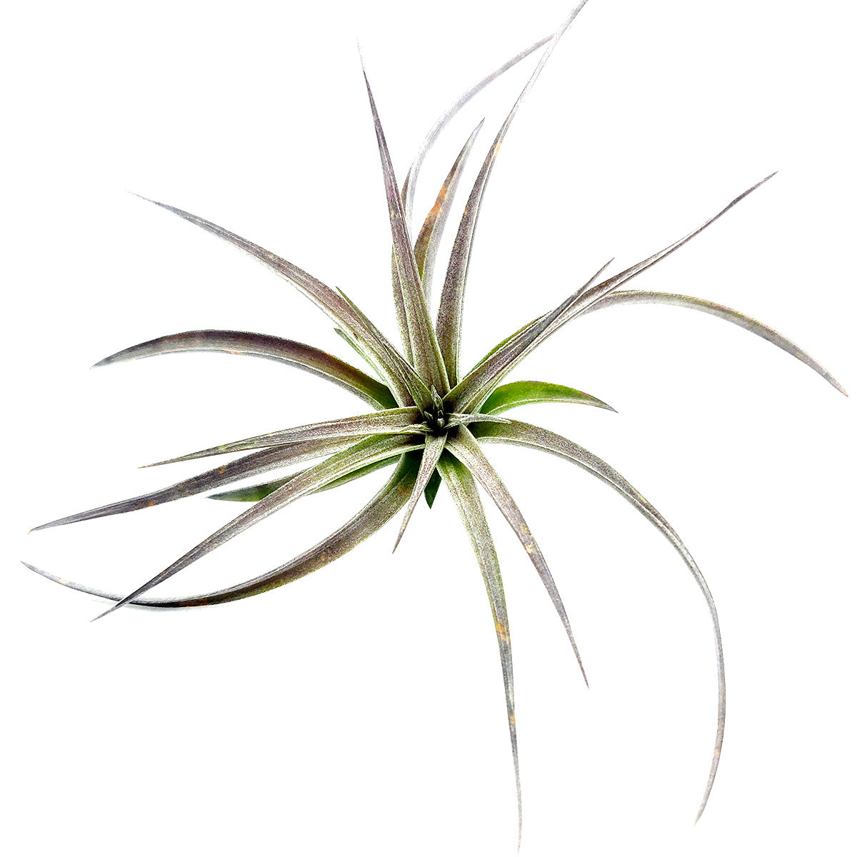 air plant purple Tillandsia Aeranthos Purple Air Plant | Unique Air Plant Gift Ideas