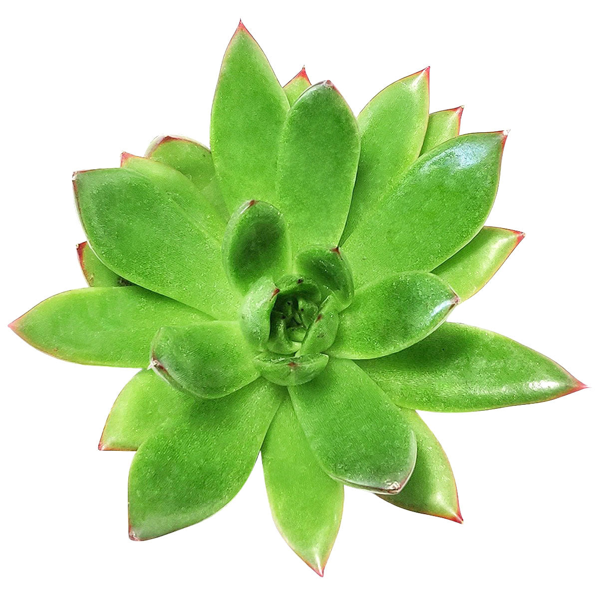 echeveria agavoides christmas for sale usa online, christmas succulent for sale, echeveria christmas where to buy, 2 inch/ 4 inch christmas cactus succulent plant as gift