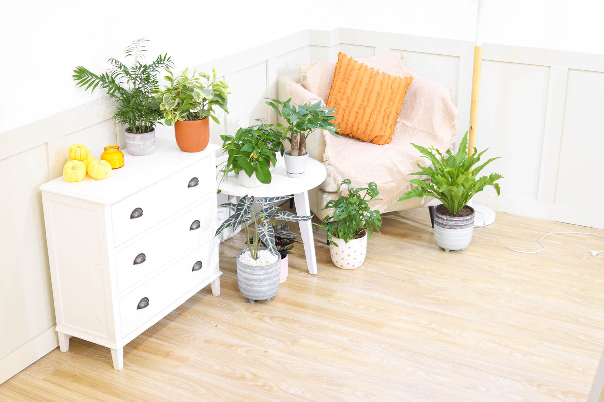 Air purifying Houseplant, Swiss Cheese plant, Buy a Monstera Plant Online