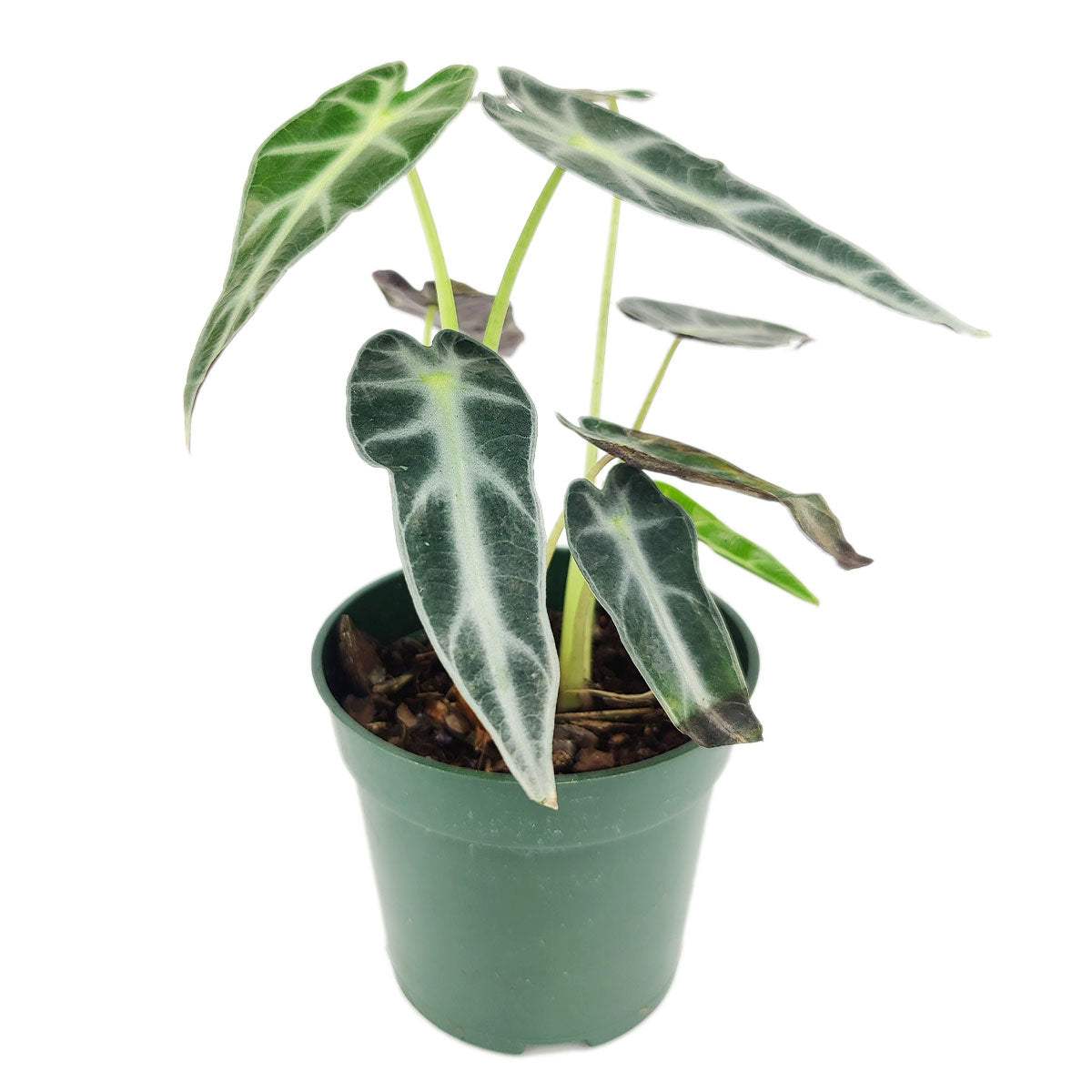 alocasia bambino, alocasia bambino care, bambino alocasia,  alocasia bambino plant care, alocasia amazonica bambino, alocasia bambino light, bambino plant alocasia, alocasia bambino soil, how to care for alocasia bambino, alocasia bambino plant, bambino alocasia care, alocasia bambino light requirements, alocasia bambino problems, alocasia bambino propagation, alocasia bambino full grown