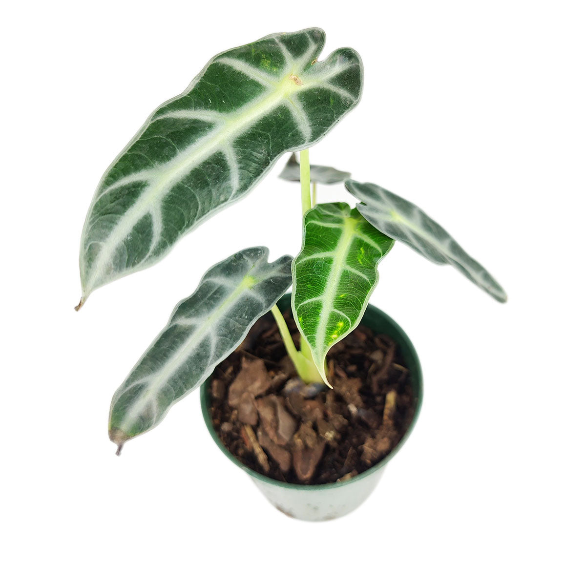 bambino plant alocasia, alocasia bambino soil, how to care for alocasia bambino, alocasia bambino plant, bambino alocasia care, alocasia bambino light requirements, alocasia bambino problems, alocasia bambino propagation, alocasia bambino full grown, alocasia bambino care tips, alocasia bambino humidity, alocasia bambino water, alocasia bambino flower, alocasia bambino size