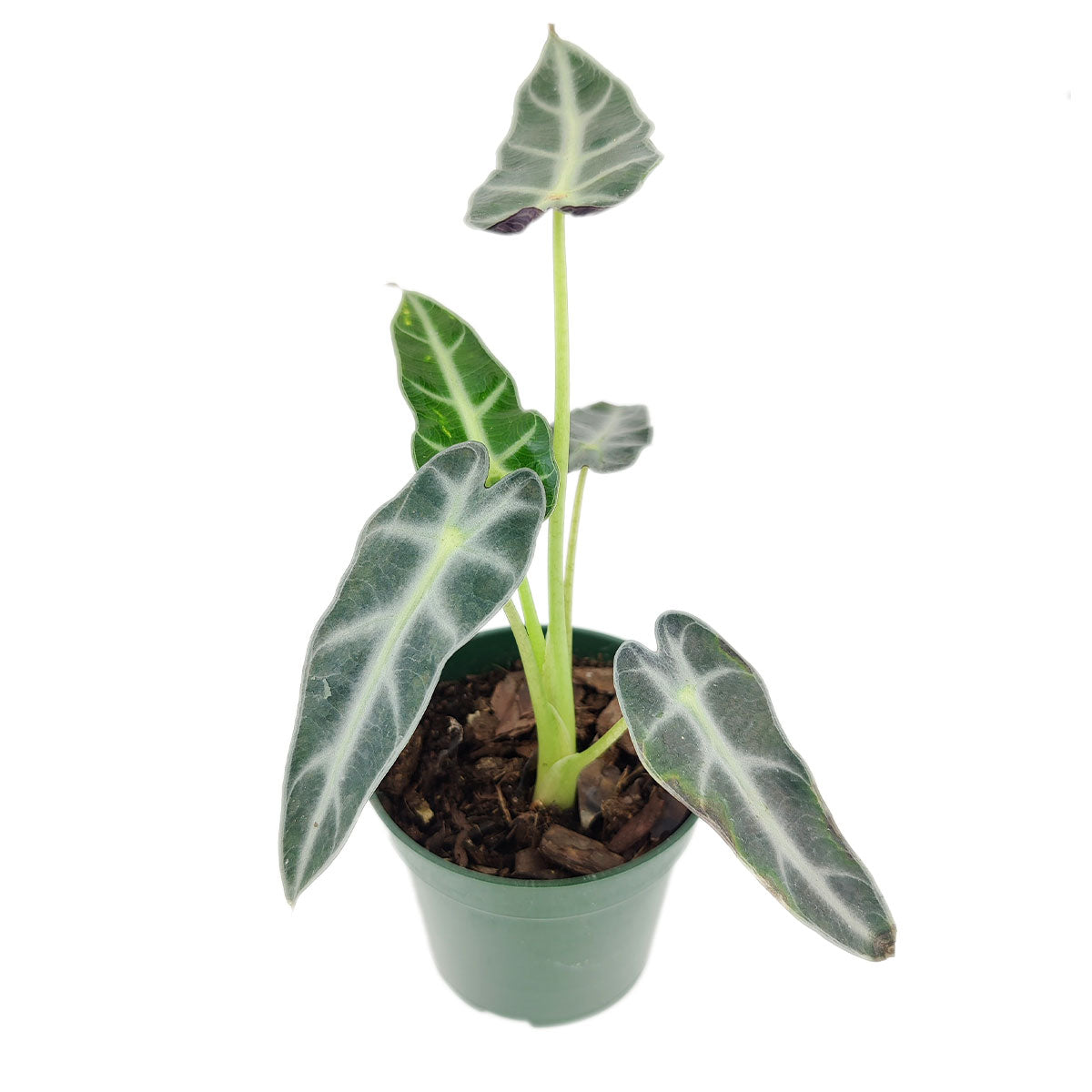 alocasia bambino full grown, alocasia bambino care tips, alocasia bambino humidity, alocasia bambino water, alocasia bambino flower, alocasia bambino size, alocasia bambino growth rate, alocasia bambino large, alocasia bambino arrow, alocasia bambino scientific name, alocasia bambino amazonica mini, alocasia &#39;bambino&#39;