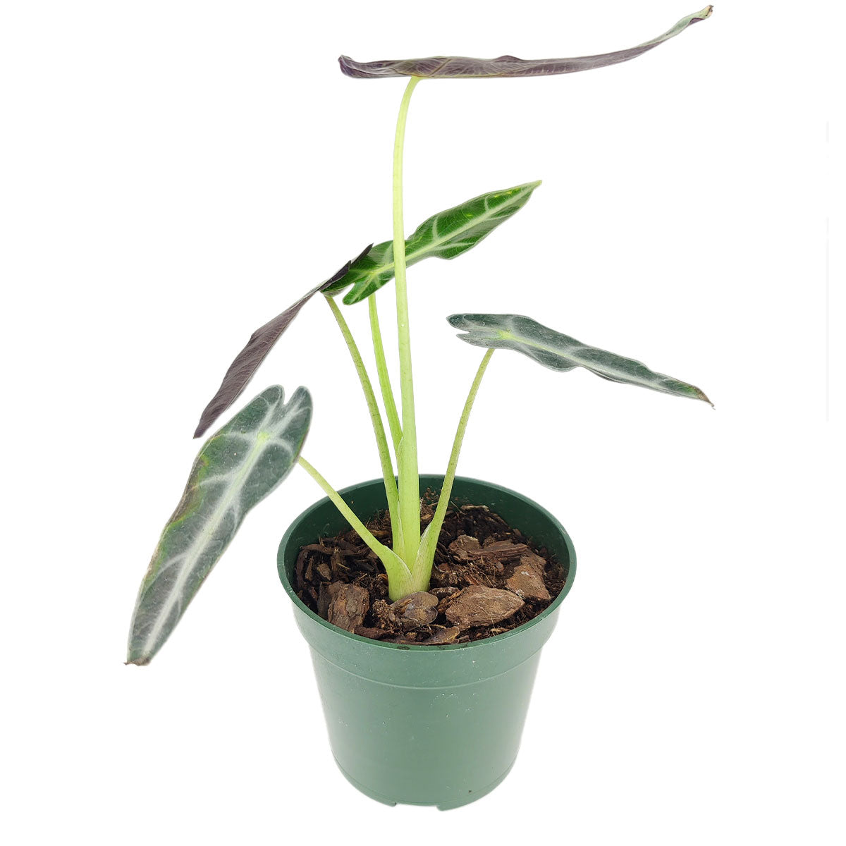 bambino plant alocasia, alocasia bambino soil, how to care for alocasia bambino, alocasia bambino plant, bambino alocasia care, alocasia bambino light requirements, alocasia bambino problems, alocasia bambino propagation, alocasia bambino full grown, alocasia bambino care tips, alocasia bambino humidity, alocasia bambino water, alocasia bambino flower