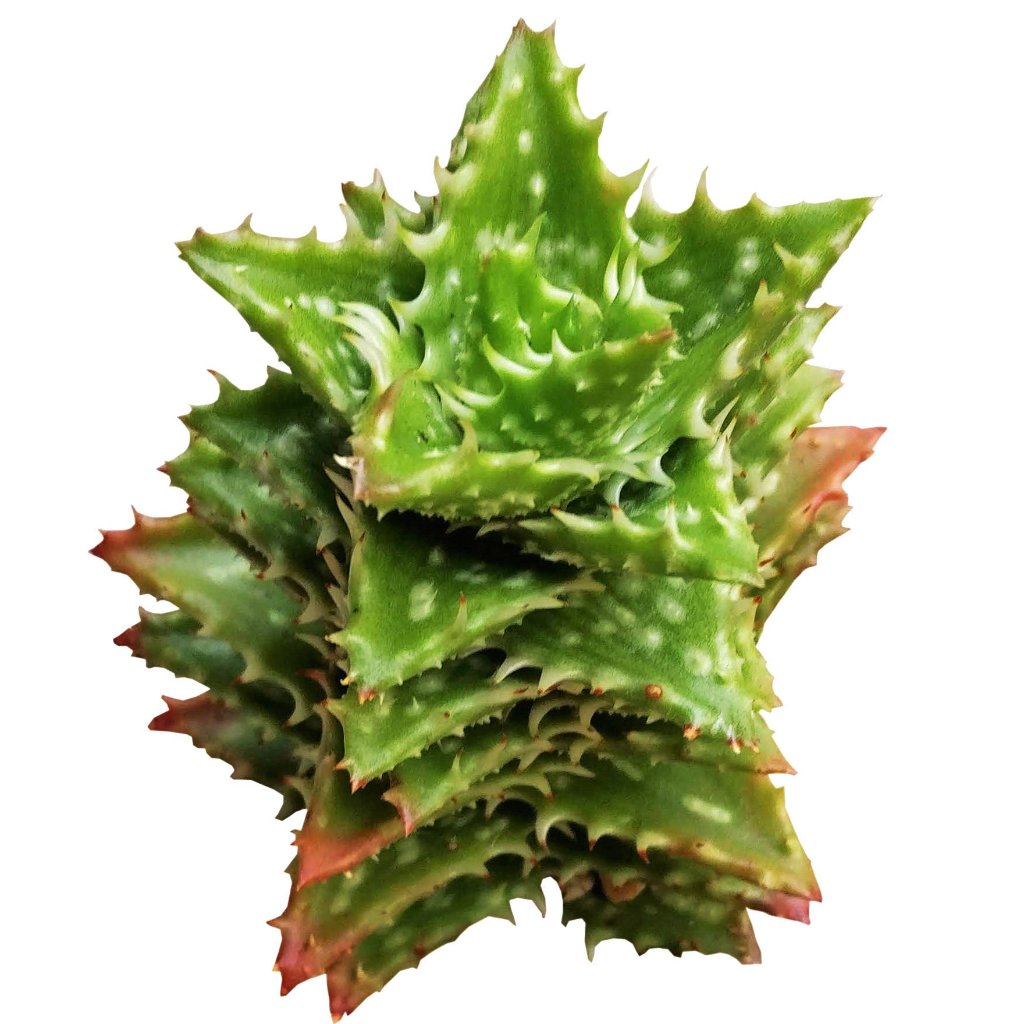 Get Your Tiger Tooth Aloe Juvenna
