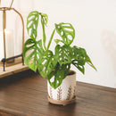 indoor terracotta planter, indoor terracotta planter for sale, buy indoor terracotta planter online, indoor terracotta planter for succulents and houseplants