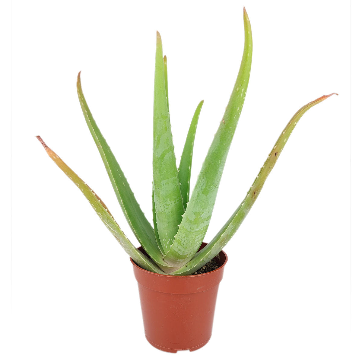 buy large aloe vera plant Aloe Vera - Drought-tolerant, Low-maintenance Succulent For Sale in CA