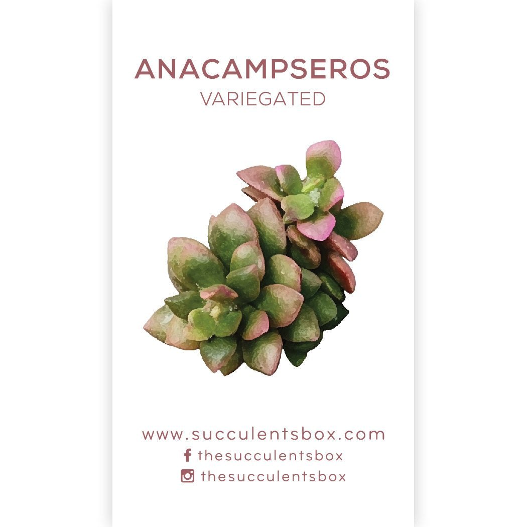 succulent id cards Succulent Care Cards: Rare & Unusual Succulent ID Cards