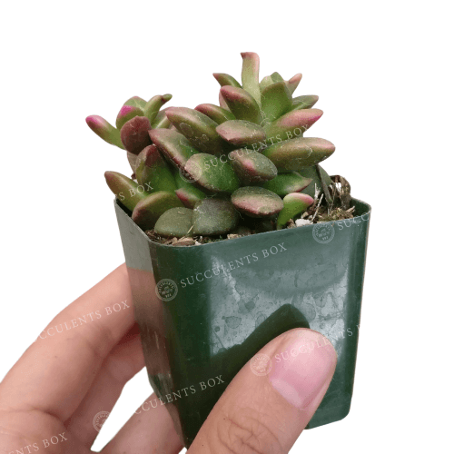 amalias succulents Anacampseros Telephiastrum Succulents | Unique & Colorful