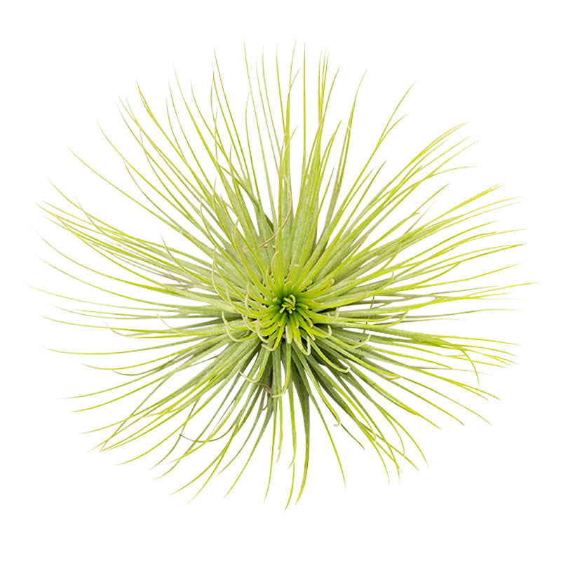 andreana air plant care Tillandsia Andreana Air Plants & Care Guide | Air Plants Gift Decor Ideas