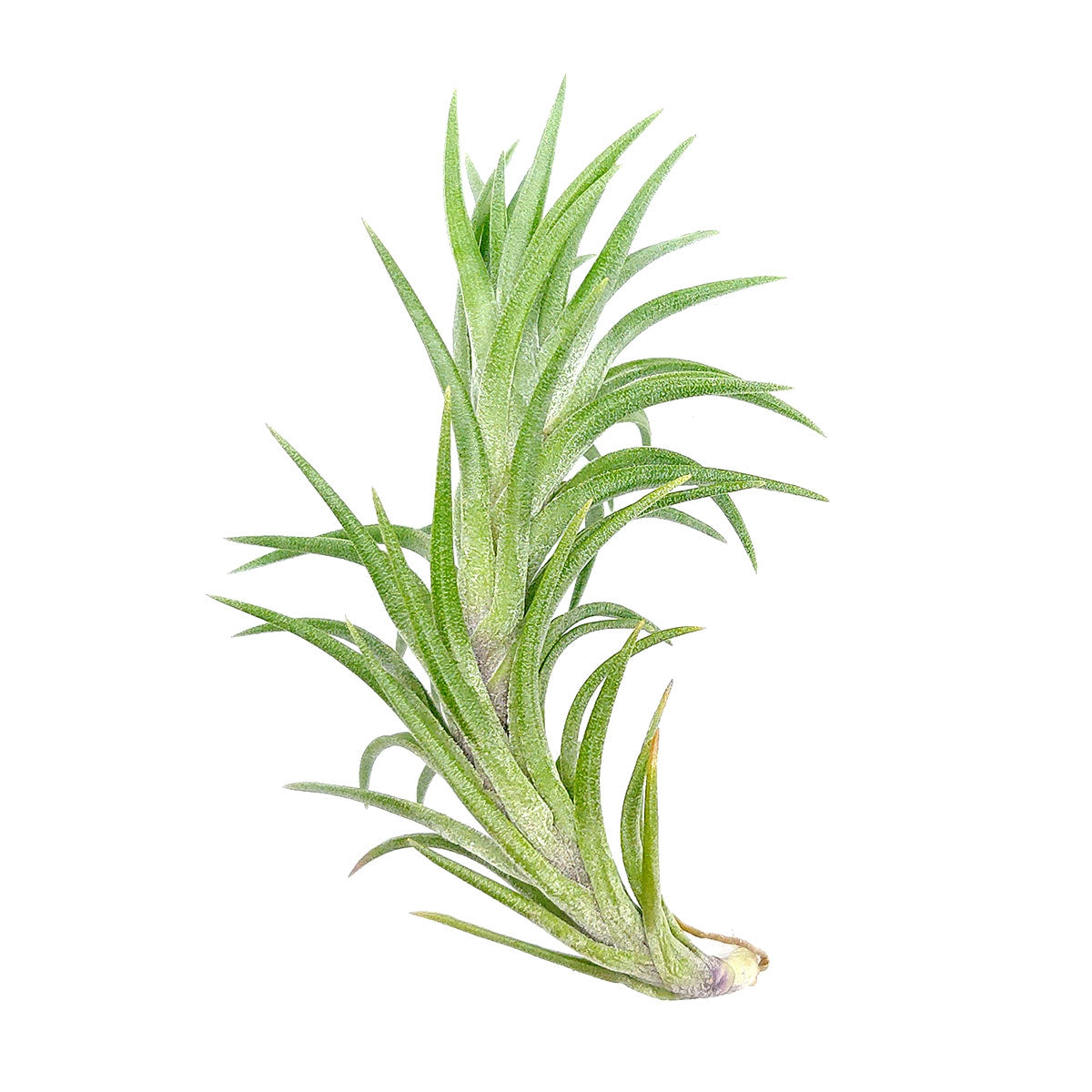 Tillandsia Araujei air plant for sale, Tillandsia Araujei air plant with care instruction, How to care for Tillandsia Araujei air plant, growing Tillandsia Araujei air plant