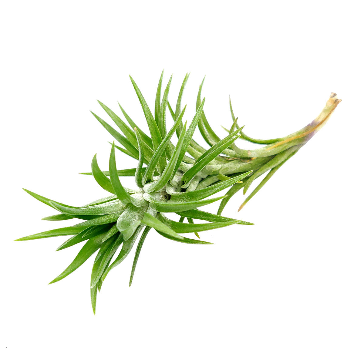 Tillandsia Araujei air plant for sale, Tillandsia Araujei air plant with care instruction, How to care for Tillandsia Araujei air plant, growing Tillandsia Araujei air plant