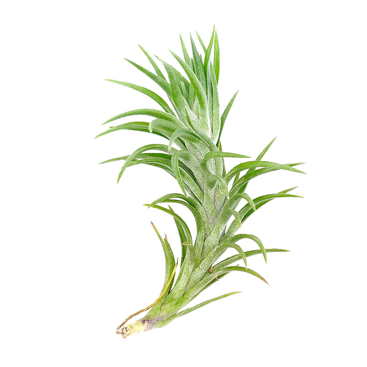 Tillandsia Araujei air plant for sale, Tillandsia Araujei air plant with care instruction, How to care for Tillandsia Araujei air plant, growing Tillandsia Araujei air plant