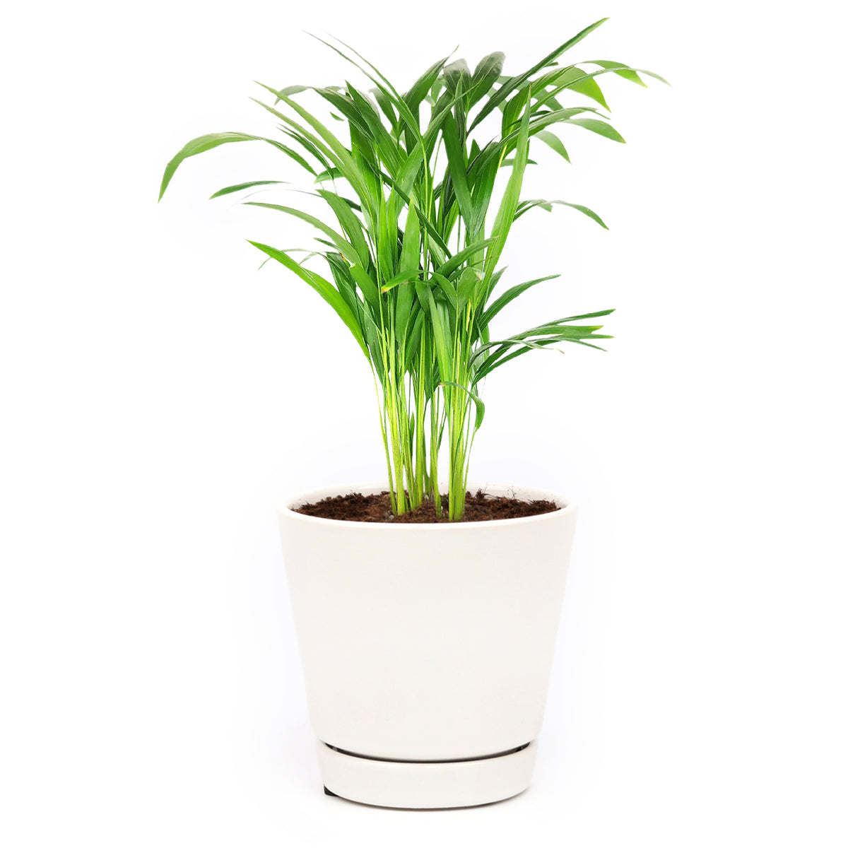 areca palm easy care indoor plant Buy Areca Palm Live Plant Online, Easy Care & Pet Friendly Houseplant