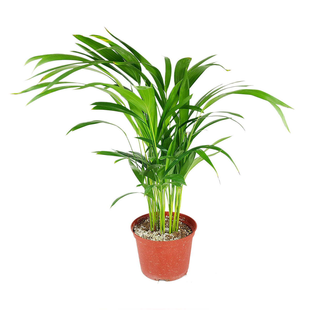 Areca palm, Chrysalidocarpus lutescens, Dypsis lutescens, how to care for golden cane palm, best tropical houseplant