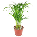 Areca palm, Chrysalidocarpus lutescens, Dypsis lutescens, how to care for golden cane palm, best tropical houseplant