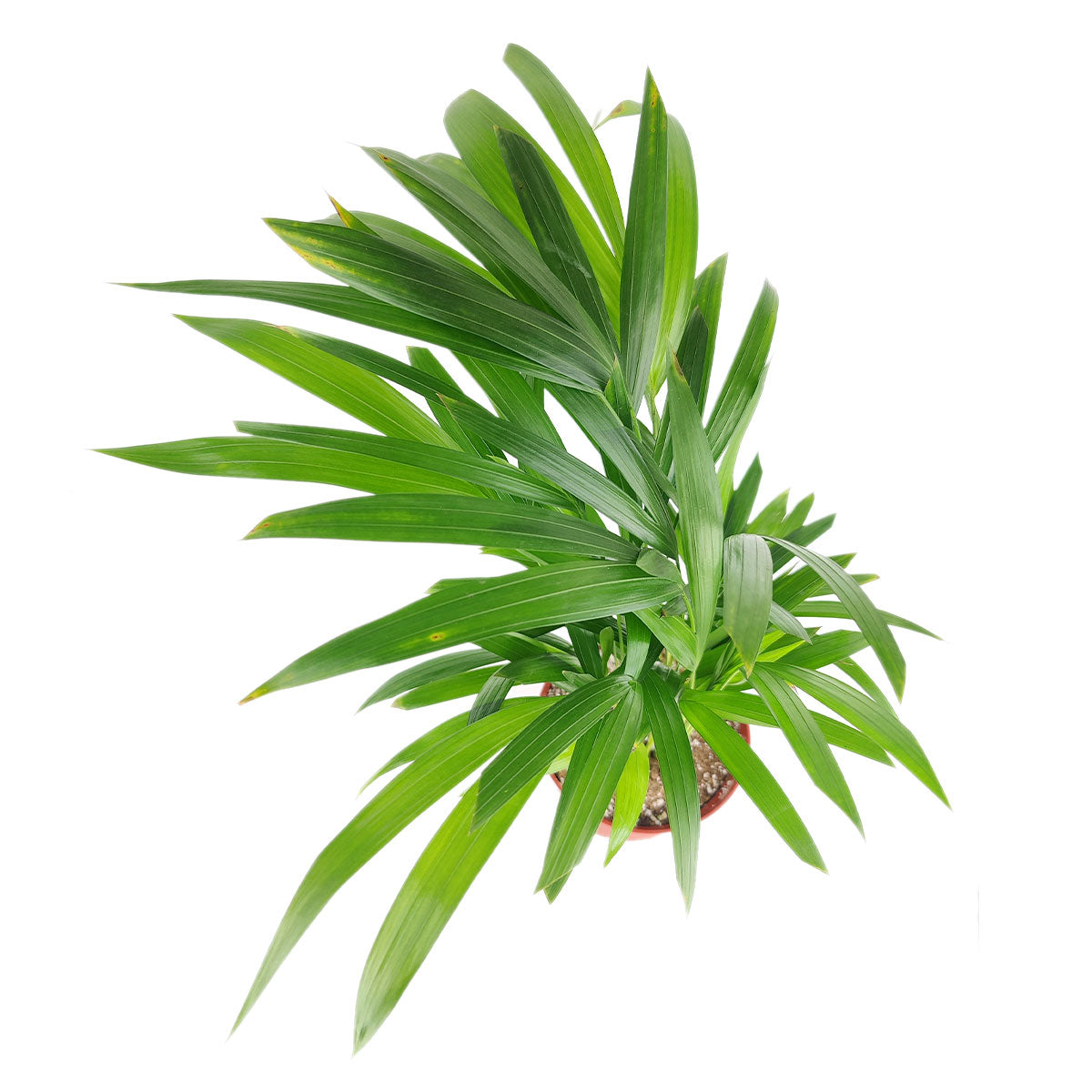 Areca palm, plants for air purification and toxic elimination, how to detoxify your indoor air with plants, best low light houseplants
