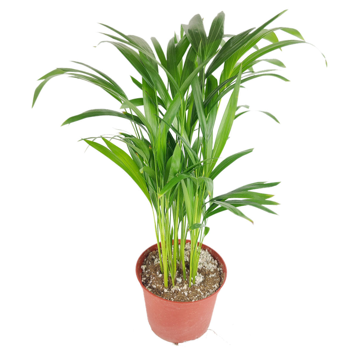 Areca palm, Chrysalidocarpus lutescens, Dypsis lutescens, golden cane palm, best tropical houseplants, how to care for Golden Cane Palm, buy plants online cheap