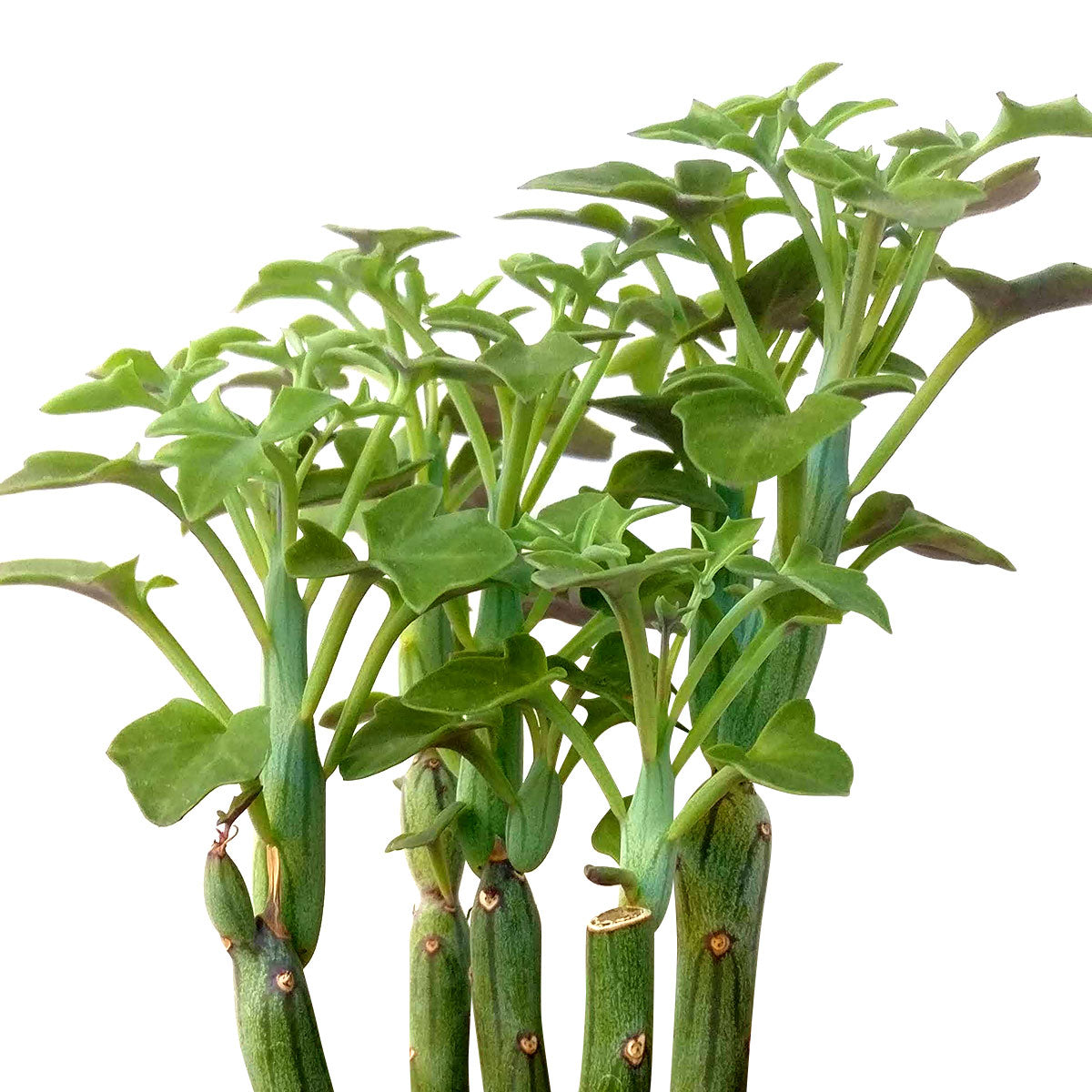 candle plant succulent SENECIO Articulatus Candle Plant