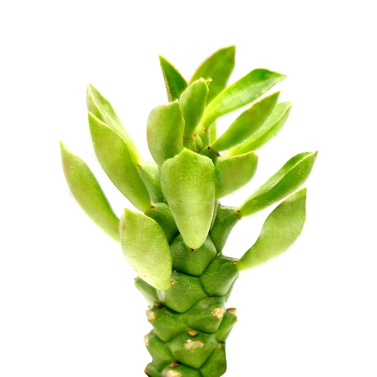 succulent sausage Euphorbia Guentheri (Sausage Spurge) | Rare Succulent with Care Guide