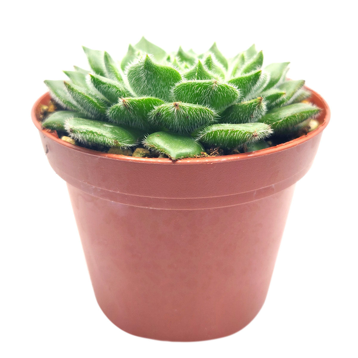 Echeveria Setosa Var, Ciliata succulent for sale, How to care for Echeveria Setosa Var. Ciliata plant, Growing for Echeveria Setosa Var. Ciliata Succulent, Types of Rosette shaped succulent plants, echeveria, echeveria succulent, echeveria types, succulent echeveria, buy succulents online, succulent shop, succulent store, echeveria plant, indoor succulents