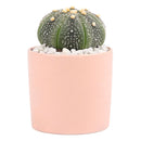 Coral Modern Cylinder Pot