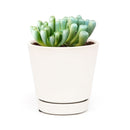 indoor succulents, rare succulents, rare succulents for sale, unique succulents, buy succulents online, rare succulent, succulent shop, unusual succulents, succulent store, succulents online