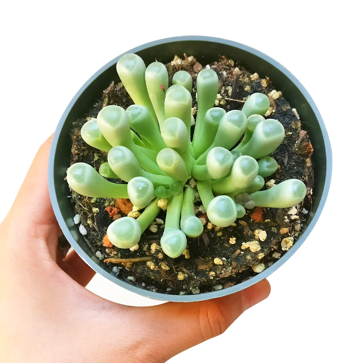 baby toes, fenestraria baby toes, succulents garden, succulents store in CA, succulent care tips, succulent subscription, Succulents, cactus, succulent care guide, indoor succulents, fenestraria baby toes in California, How to grow fenestraria baby toes. indoor succulents, rare succulents, rare succulents for sale, unique succulents, buy succulents online, rare succulent, succulent shop, unusual succulents, succulent store, succulents online