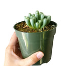 indoor succulents, rare succulents, rare succulents for sale, unique succulents, buy succulents online, rare succulent, succulent shop, unusual succulents, succulent store, succulents online