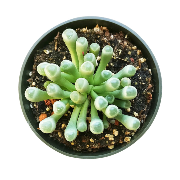 baby toes, fenestraria baby toes, succulents garden, succulents store in CA, succulent care tips, succulent subscription, Succulents, cactus, succulent care guide, indoor succulents, fenestraria baby toes in California, How to grow fenestraria baby toes. indoor succulents, rare succulents, rare succulents for sale, unique succulents, buy succulents online, rare succulent, succulent shop, unusual succulents, succulent store, succulents online