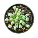 indoor succulents, rare succulents, rare succulents for sale, unique succulents, buy succulents online, rare succulent, succulent shop, unusual succulents, succulent store, succulents online