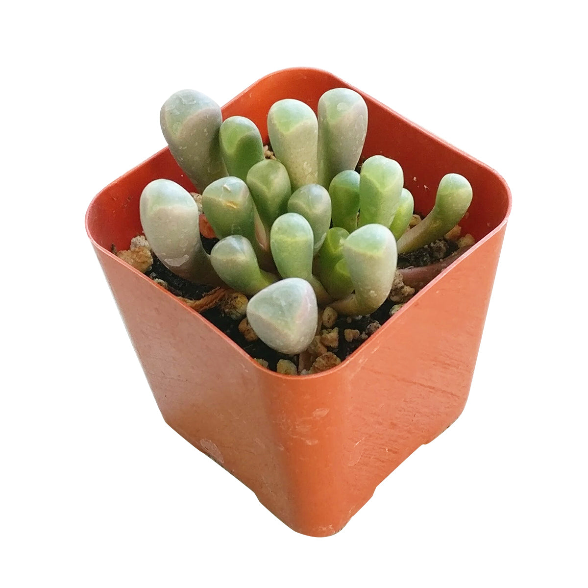 frogs toe succulent Baby Toes