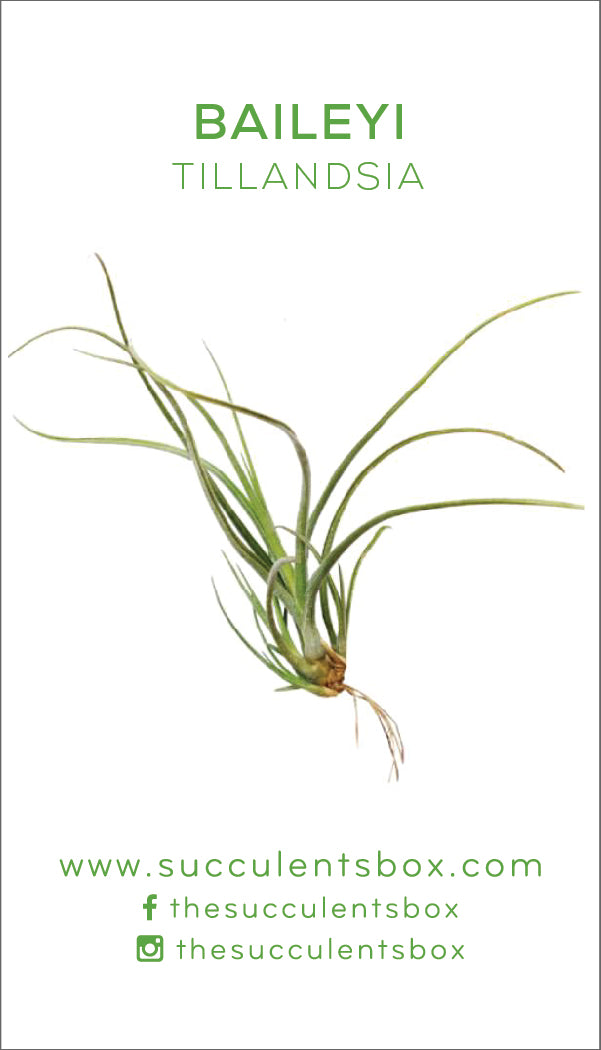 ball moss air plant care Tillandsia Baileyi