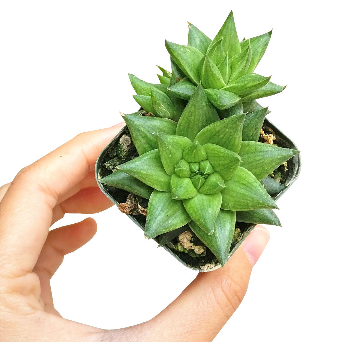 haworthia succulents for sale Haworthia Batesiana for Sale