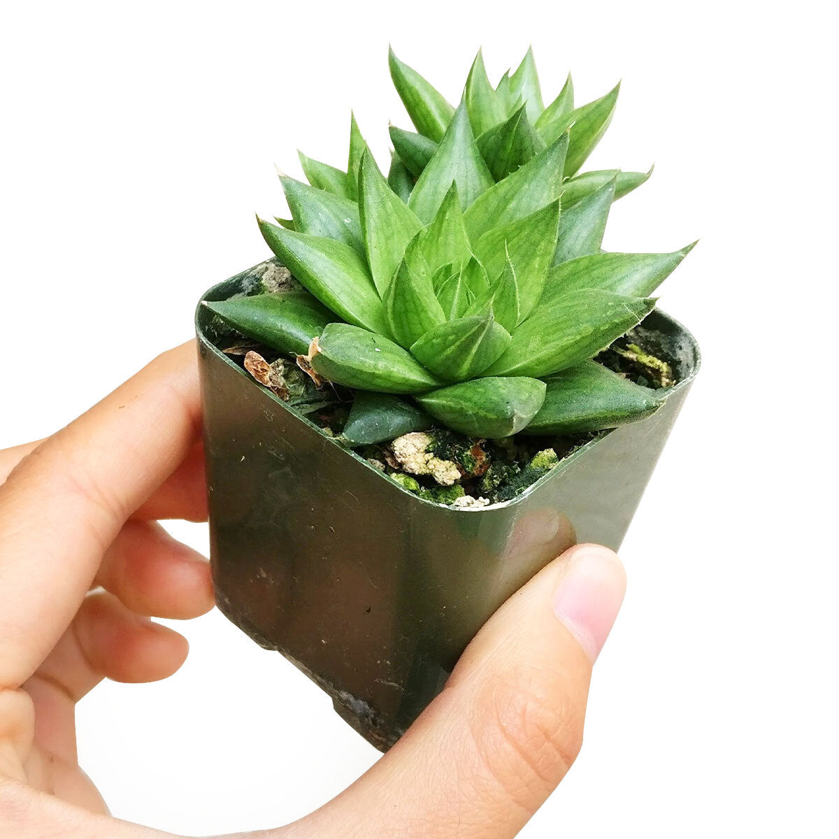 Haworthia batesiana for sale, monthly succulents, succulent subscription, succulent plant, cactus, succulent care, Succulents, succulents garden, Rare succulents, Haworthia batesiana in California, How to grow Haworthia batesiana. indoor succulents