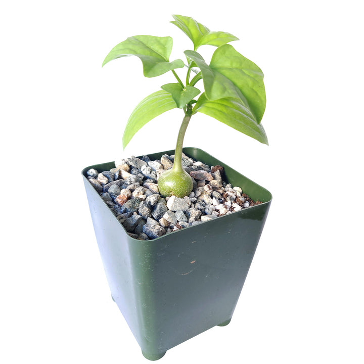 bigfoot succulent Gerrardanthus Macrorhizus | Bigfoot Succulent | Blob Plant | Caudex Plant