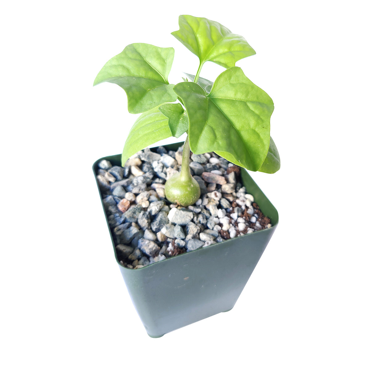 bigfoot succulent Gerrardanthus Macrorhizus | Bigfoot Succulent | Blob Plant | Caudex Plant