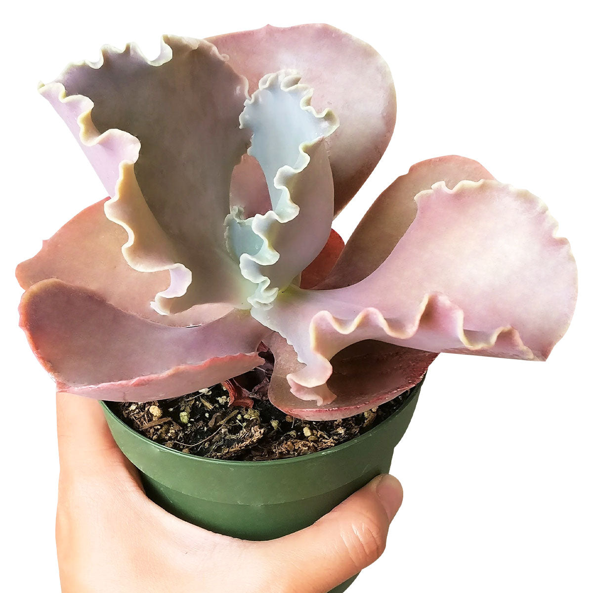 bittersweet succulent Echeveria The Rose Purple Scallop Succulent