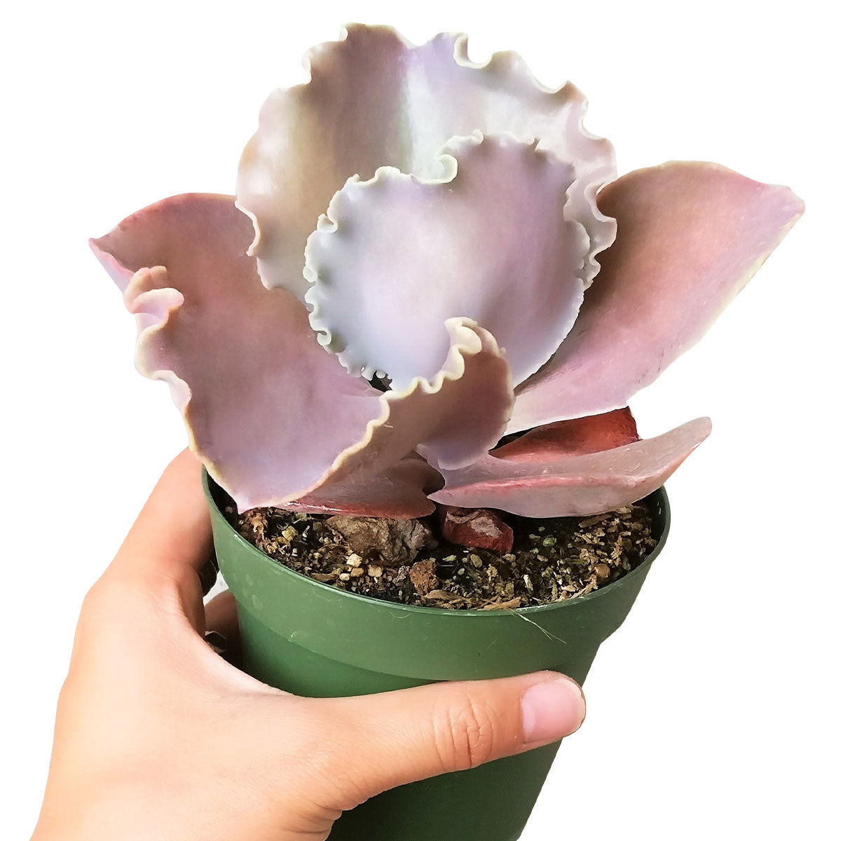 purple scallop succulent Echeveria The Rose Purple Scallop Succulent