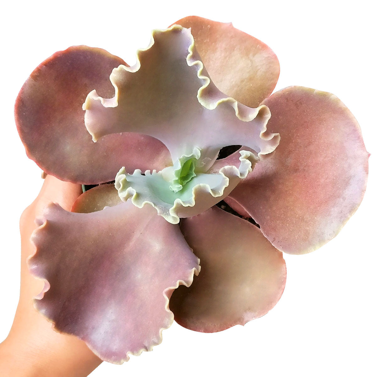 Curly purple echeveria, succulents garden, succulent subscription, indoor succulents, how to grow succulents, Succulents shop near me, succulent care, succulent plant, succulent care guide, Curly purple echeveria in California, How to grow Curly purple echeveria, Echeveria for thanksgiving, Easter echeveria gifts, indoor succulents, echeveria, echeveria succulent, echeveria types, succulent echeveria, buy succulents online, succulent shop, succulent store, echeveria plant